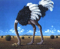 Ostrich head in sand